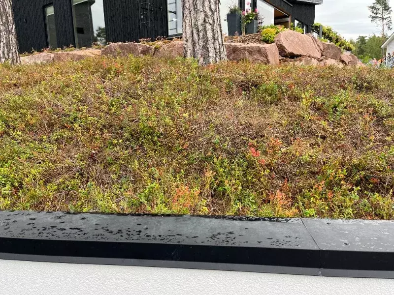 Kuntta, jossa kasvaa matalia kasveja ja sammalta, taustalla näkyy punaisia kiviä ja moderni talo.