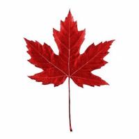 Punainen Vaahtera Rakennus logo