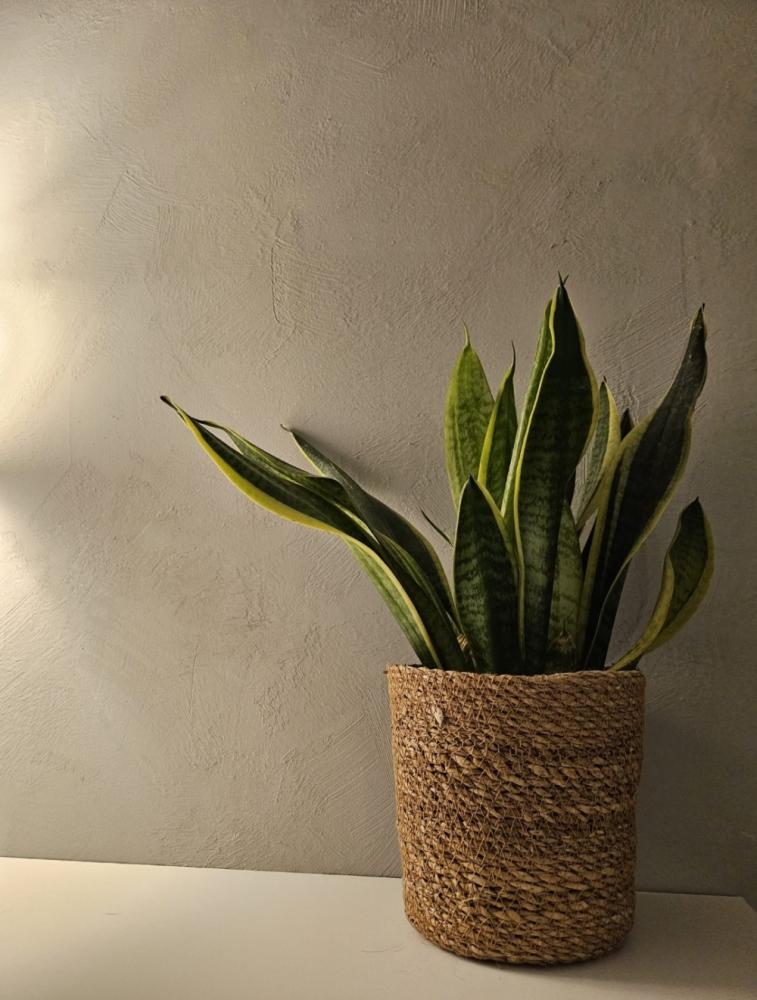 Struktuuripinnoite Tunto Hieno