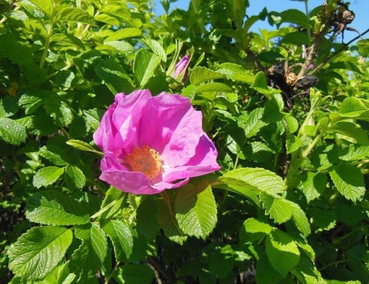 Kurtturuusun hävittäminen: hinta, miten ja miksi?