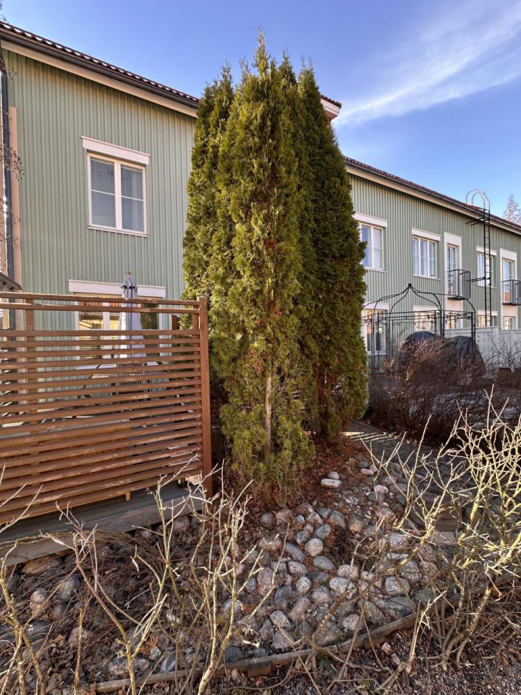 Tuijien kaato, juurien ylöskaivuu ja maan tasoitus