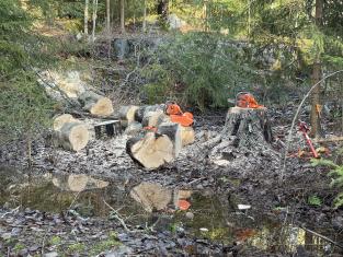 urakoitsijan taustakuva