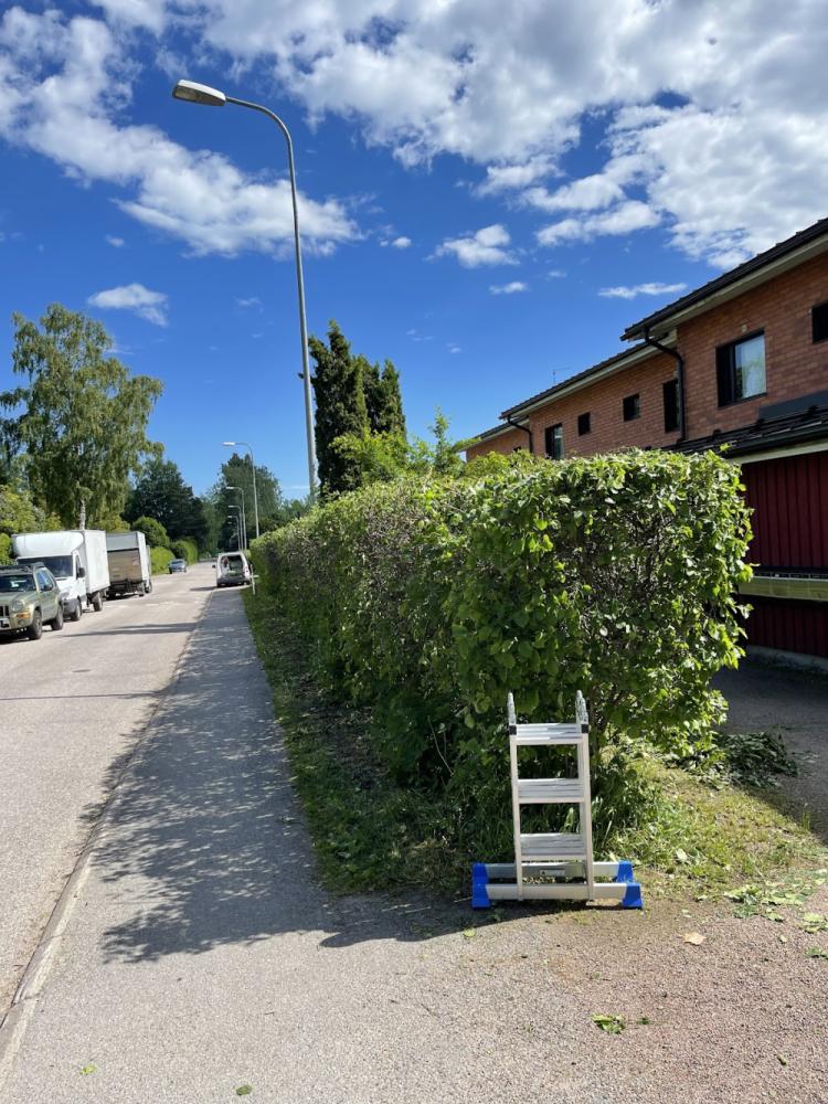 Yli 50 metrin pensasaidan leikkaus – siisti ja suora lopputulos