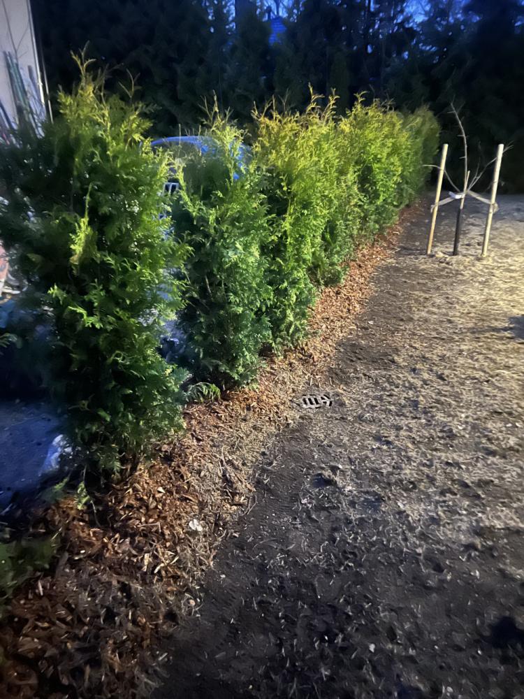 Vanhojen istutusten poisto ja tuija-aidan istutus + kuorikatteet