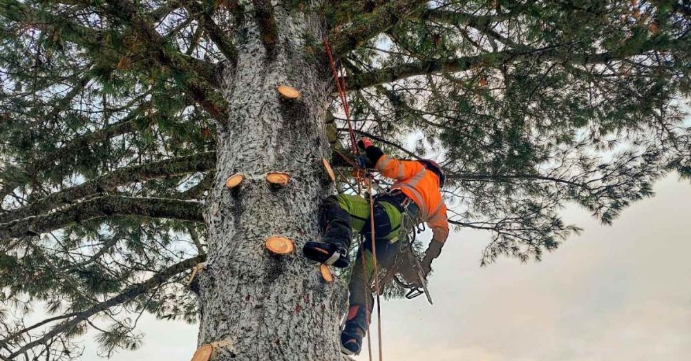 Puiden kaato kiipeilytyönä