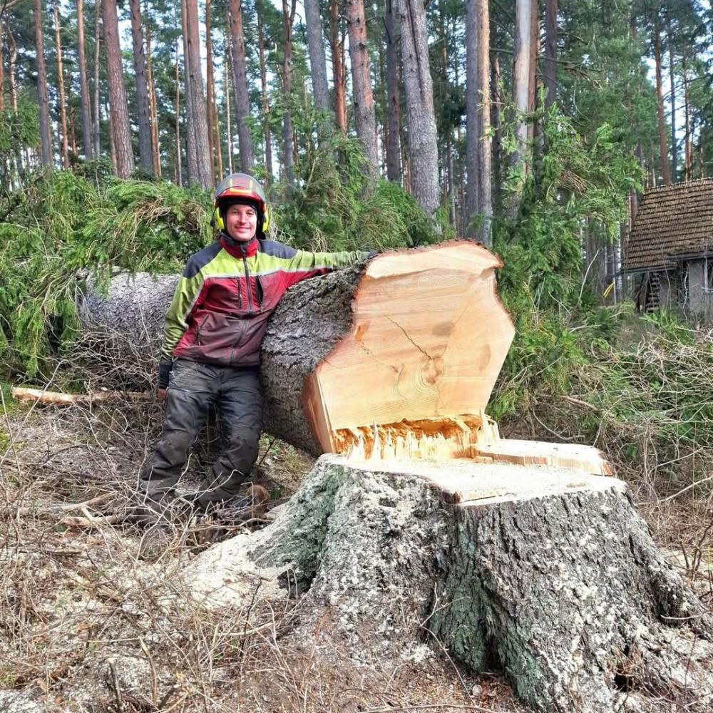 Puun suorakaato, eli kokonaisena kaataminen