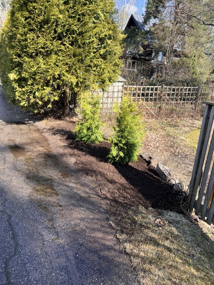 Angervon ja puun juurien poisto, uudet mullat ja tuijien istutus