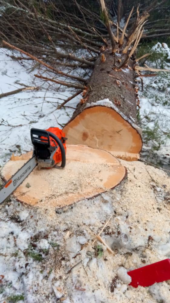 Puunkaato sähkölinjan  ja tien välistä