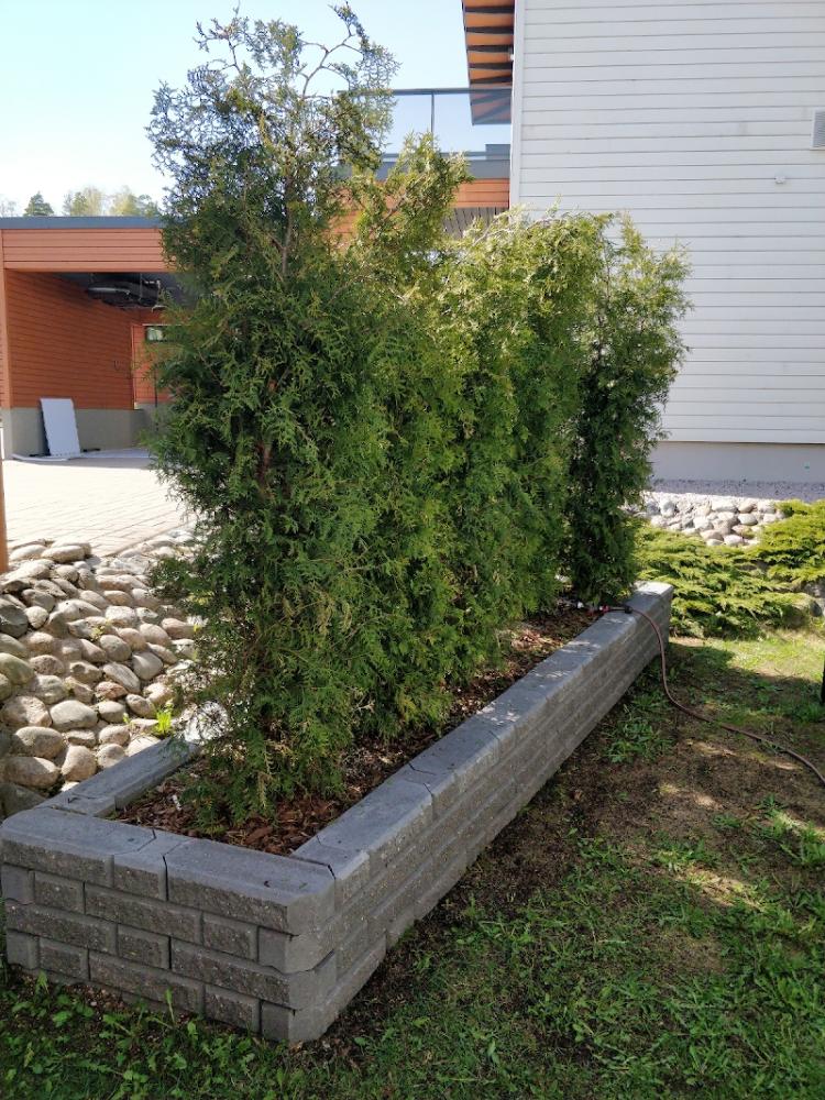 Istutusallas ja tuija-aita