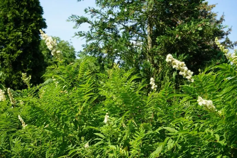 Viitapihlaja-angervo pensas metsässä