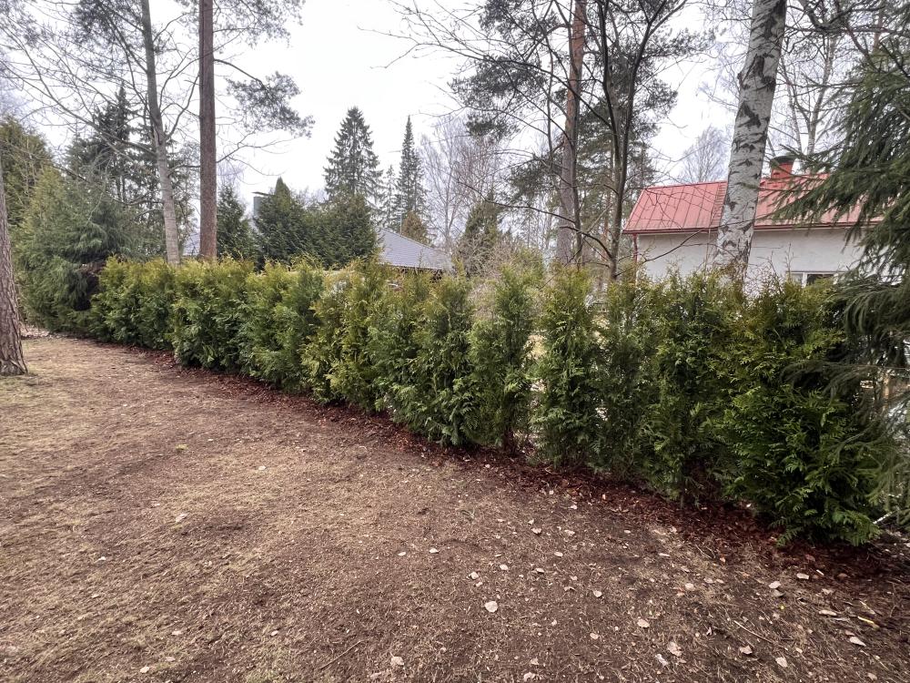 Vanhan kuusiaidan kaato ja juurien kaivuu, uuden tuija-aidan istutus