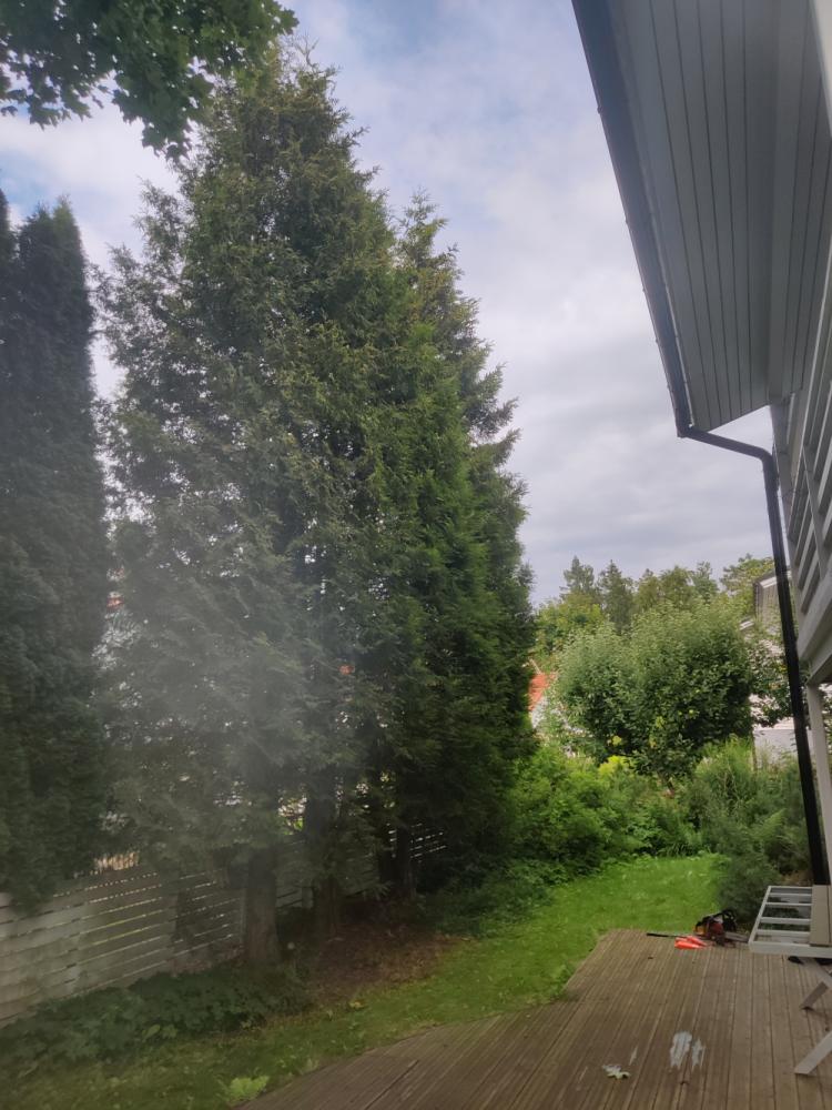Kolmen tuijan poisto ja kantojen jyrsintä