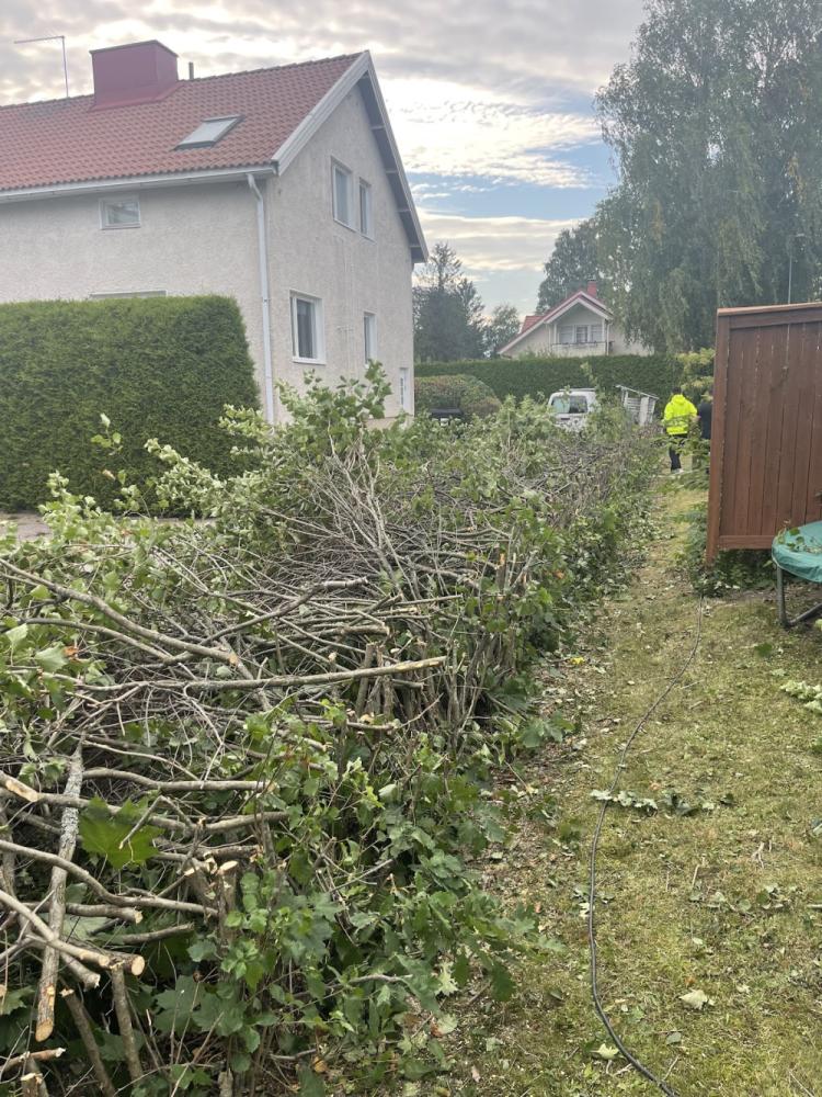 40 metrin pensasaidan matalaksi leikkaus ja alueen siivous